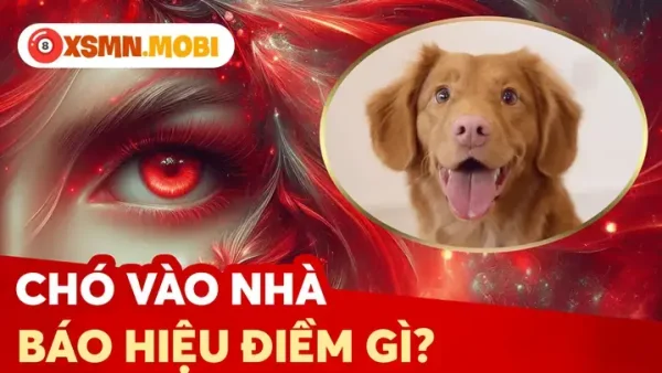 Giải Mã Chó Chui Gầm Giường Là Điềm Gì: Góc Nhìn Tâm Linh, Khoa Học Và Cách Xử Lý