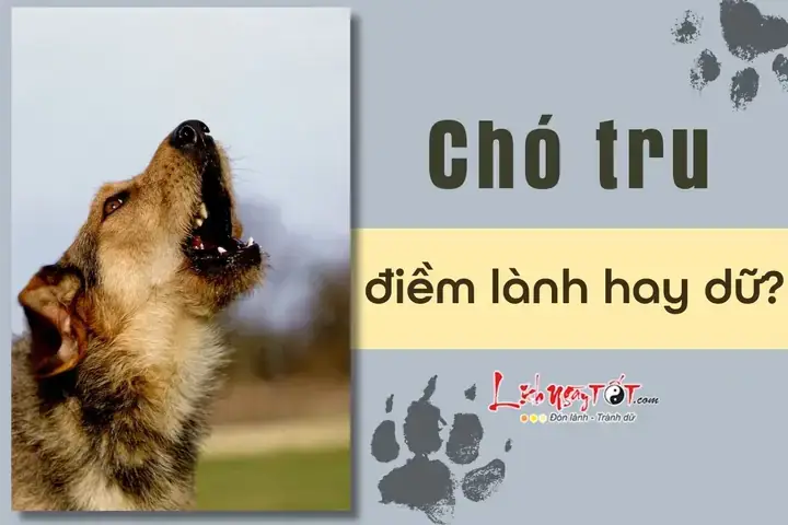 Tại Sao Âm Thanh Chó Sủa 3 Tiếng Lại Bị Coi Là Điềm Xui? Tại Sao Âm Thanh Chó Sủa 3 Tiếng Lại Bị Coi Là Điềm Xui?