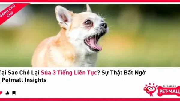 Giải Mã Chó Sủa 3 Tiếng Là Điềm Gì Theo Quan Niệm Dân Gian Và Khoa Học