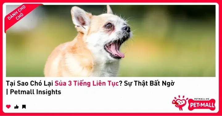 Có Nên Huấn Luyện Chó Hạn Chế Sủa Bậy Vào Ban Đêm Không? Có Nên Huấn Luyện Chó Hạn Chế Sủa Bậy Vào Ban Đêm Không?