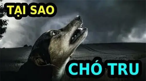 Tiếng Chó Tru Hoặc Chó Khóc Ban Đêm Có Ý Nghĩa Trái Ngược Với Tiếng Sủa Không? Tiếng Chó Tru Hoặc Chó Khóc Ban Đêm Có Ý Nghĩa Trái Ngược Với Tiếng Sủa Không?