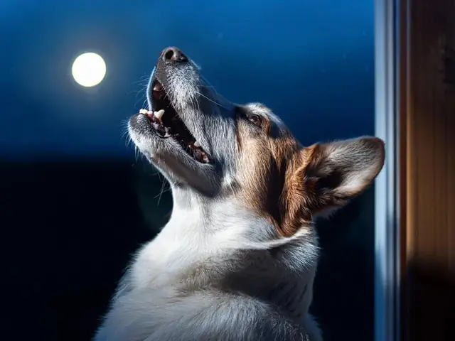 Các Yếu Tố Môi Trường Và Tác Nhân Bên Ngoài Kích Thích Chó Sủa