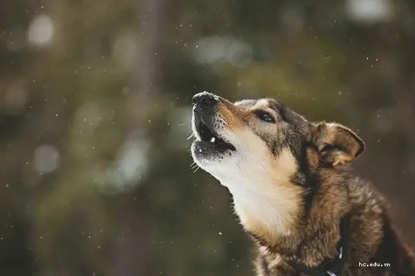 Nhận Biết Chó Tru Do Kích Thích Âm Thanh Và Môi Trường Sống Nhận Biết Chó Tru Do Kích Thích Âm Thanh Và Môi Trường Sống
