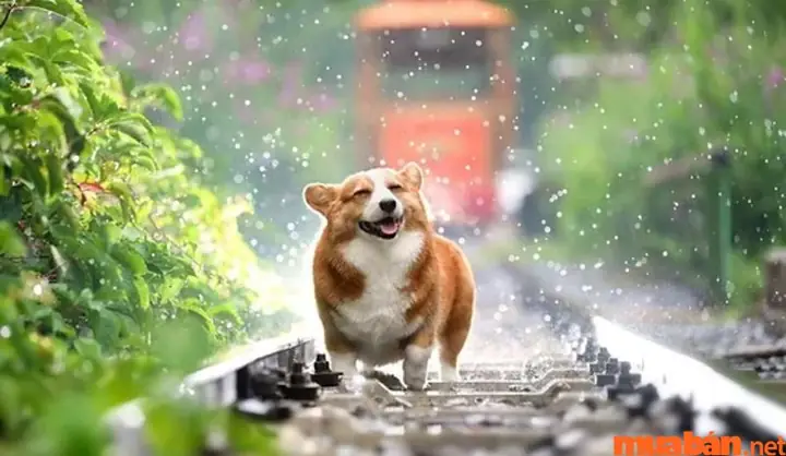Cách Đối Đãi Với Chú Chó Ghé Thăm Để Giữ Lộc Gia Đình Cách Đối Đãi Với Chú Chó Ghé Thăm Để Giữ Lộc Gia Đình