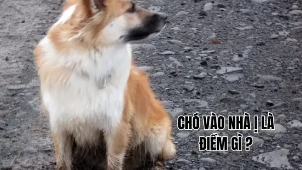 Chó Vào Nhà Ị Là Điềm Gì? Giải Mã Ý Nghĩa Phong Thủy Và Con Số May Mắn