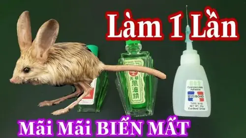 Rủi Ro Về Kết Cấu Công Trình Và Sức Khỏe Gia Đình Từ Nạn Chuột