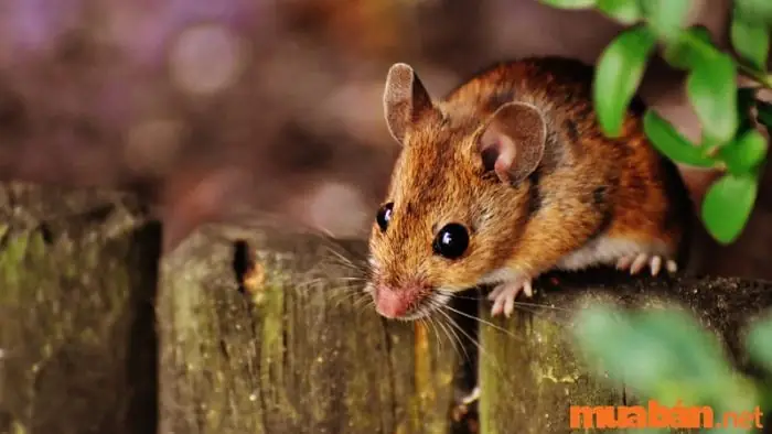 Ý Nghĩa Phong Thủy Khi Chuột Chù Tự Động Rời Khỏi Nhà Là Gì?