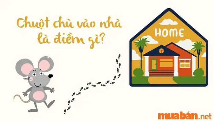 Chuột Chù Rúc Trong Nhà Mang Lại Vận May Hay Xui Xẻo?