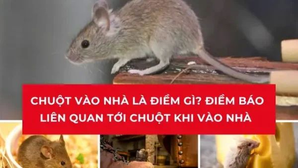 Chuột Kêu Chít Chít Là Điềm Gì? Giải Mã Chi Tiết Ý Nghĩa Tốt Hay Xấu Trong Phong Thủy