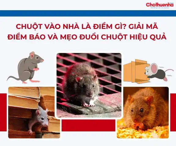 Chuột Kêu Chít Chít Trong Nhà Là Điềm Báo Gì Theo Quan Niệm Dân Gian? Chuột Kêu Chít Chít Trong Nhà Là Điềm Báo Gì Theo Quan Niệm Dân Gian?