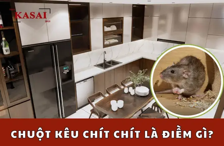 Chuột Kêu Chít Chít Ban Ngày Và Ban Đêm Có Gì Khác Nhau? Chuột Kêu Chít Chít Ban Ngày Và Ban Đêm Có Gì Khác Nhau?