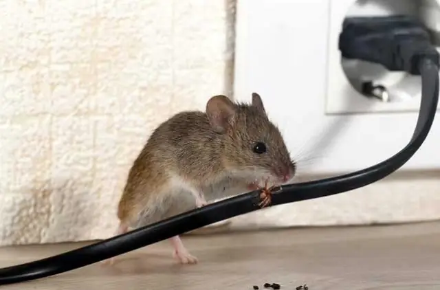 Chuột Reo Ban Đêm Là Điềm Gì? Giải Mã Chi Tiết Điềm Báo Tốt Hay Xấu