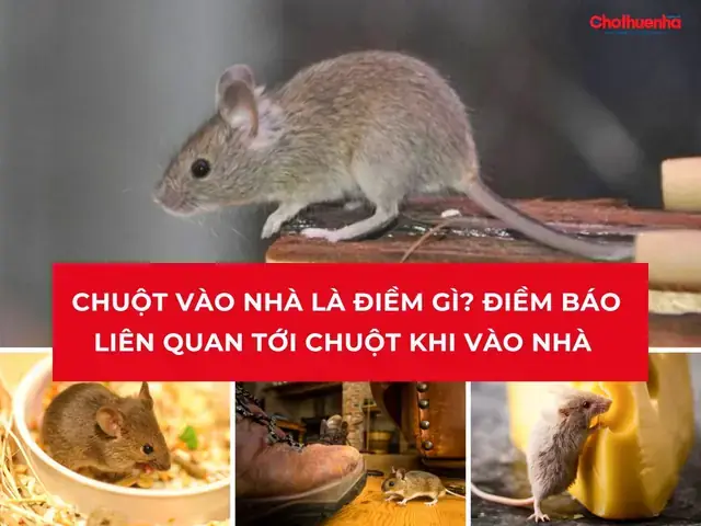 Chuột Kêu Liên Tục Nhiều Đêm Liền Báo Hiệu Điềm Rủi Hay May Mắn?