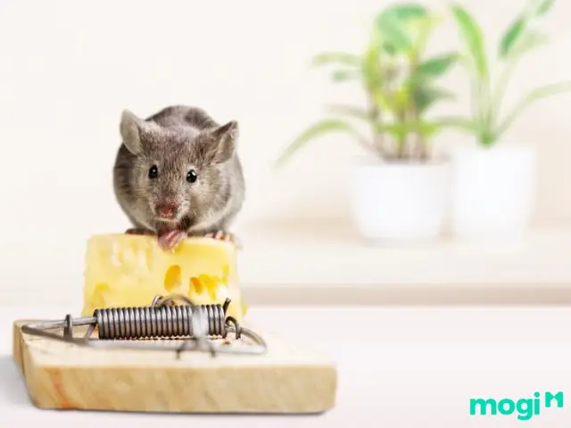 Mẹo Ngăn Chặn Và Đuổi Chuột Ra Khỏi Nhà Vĩnh Viễn Mẹo Ngăn Chặn Và Đuổi Chuột Ra Khỏi Nhà Vĩnh Viễn