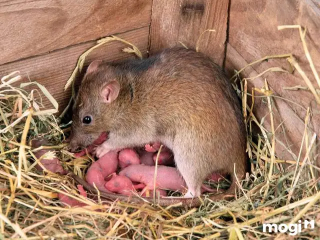 Chuột Chết Trước Cửa Nhà Báo Hiệu Điều Gì Và Ảnh Hưởng Phong Thủy Ra Sao? Chuột Chết Trước Cửa Nhà Báo Hiệu Điều Gì Và Ảnh Hưởng Phong Thủy Ra Sao?