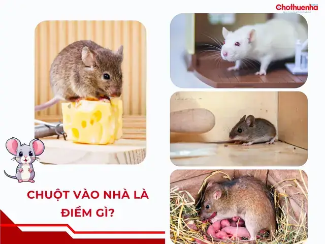 Hướng Dẫn Các Bước Xử Lý Xác Chuột Chết Đảm Bảo Vệ Sinh Và An Toàn Sức Khỏe Hướng Dẫn Các Bước Xử Lý Xác Chuột Chết Đảm Bảo Vệ Sinh Và An Toàn Sức Khỏe