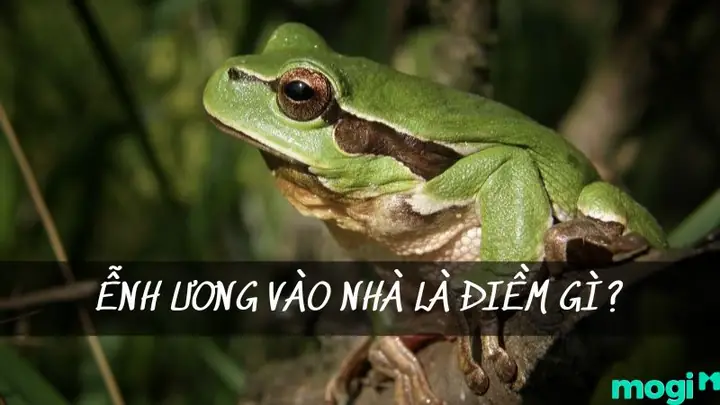 Điềm Lành Là Gì Và Những Dấu Hiệu Nhận Biết Như Thế Nào? Điềm Lành Là Gì Và Những Dấu Hiệu Nhận Biết Như Thế Nào?