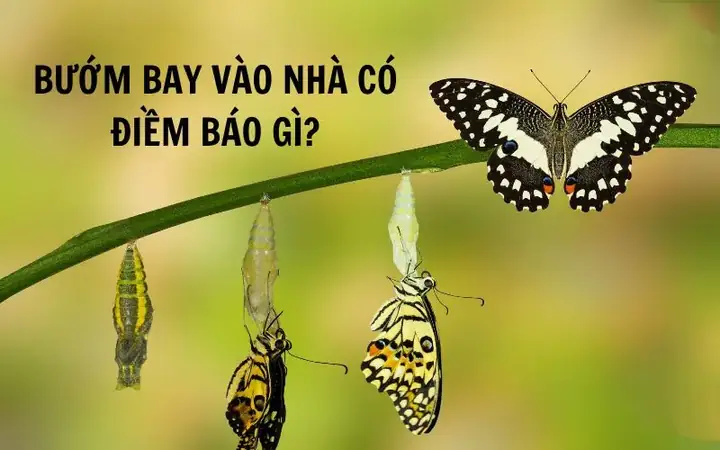 Làm Thế Nào Để Giữ Tâm Lý Vững Vàng Trước Những Lời Đồn Đoán Về Điềm Báo? Làm Thế Nào Để Giữ Tâm Lý Vững Vàng Trước Những Lời Đồn Đoán Về Điềm Báo?
