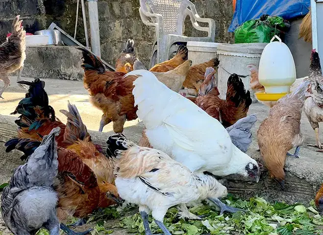 Có Nên Cúng Gà Chân Đen Không? Lý Do, Ý Nghĩa Và Cách Chọn Gà Cúng
