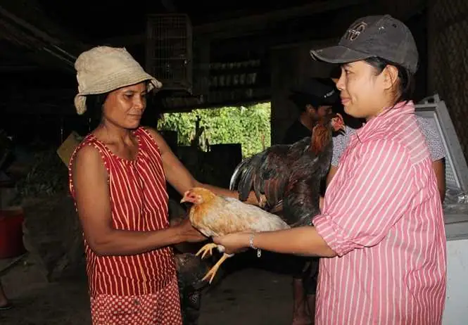Có Nên Cúng Gà Chân Đen Không? Lý Do, Ý Nghĩa Và Cách Chọn Gà Cúng