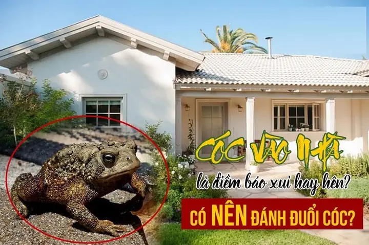 Cóc Vào Nhà Là Điềm Báo Gì Theo Phong Thủy? Giải Mã Chi Tiết Tốt Hay Xấu Cóc Vào Nhà Là Điềm Báo Gì Theo Phong Thủy? Giải Mã Chi Tiết Tốt Hay Xấu