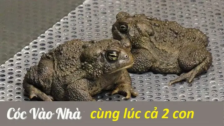 Cóc Vào Nhà Là Điềm Báo Gì Theo Phong Thủy? Giải Mã Chi Tiết Tốt Hay Xấu Cóc Vào Nhà Là Điềm Báo Gì Theo Phong Thủy? Giải Mã Chi Tiết Tốt Hay Xấu