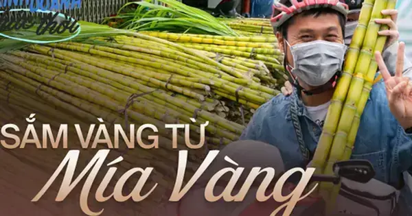 Cúng Mía Vào Ngày Nào Và Cây Mía Trong Lễ Cúng Là Đúng Phong Tục? Cúng Mía Vào Ngày Nào Và Cây Mía Trong Lễ Cúng Là Đúng Phong Tục?
