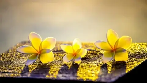 Cúng Vái Tổ Tiên Có Phải Đạo Phật Không? Làm Rõ Quan Điểm Phật Giáo & Cách Thực Hành Đúng Tinh Thần Hiếu Đạo
