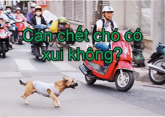 Quan Niệm Dân Gian Cho Rằng Việc Đâm Phải Chó Là Điềm Báo Cẩn Trọng