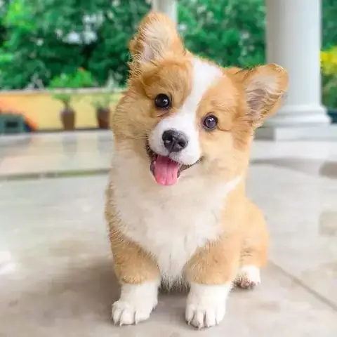 Vì Sao Nhiều Người Quan Niệm Giẫm Phải Phân Chó Là Điềm May Mắn? Vì Sao Nhiều Người Quan Niệm Giẫm Phải Phân Chó Là Điềm May Mắn?