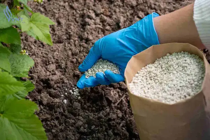 Đạp Phân Chó Vào Ngày Mồng 1 Hoặc Đầu Năm Có Ý Nghĩa Gì? Đạp Phân Chó Vào Ngày Mồng 1 Hoặc Đầu Năm Có Ý Nghĩa Gì?