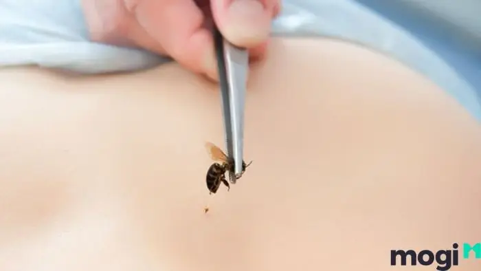 Bị Ong Đốt Đầu Năm Là Điềm Báo Gì Trong Phong Thủy?