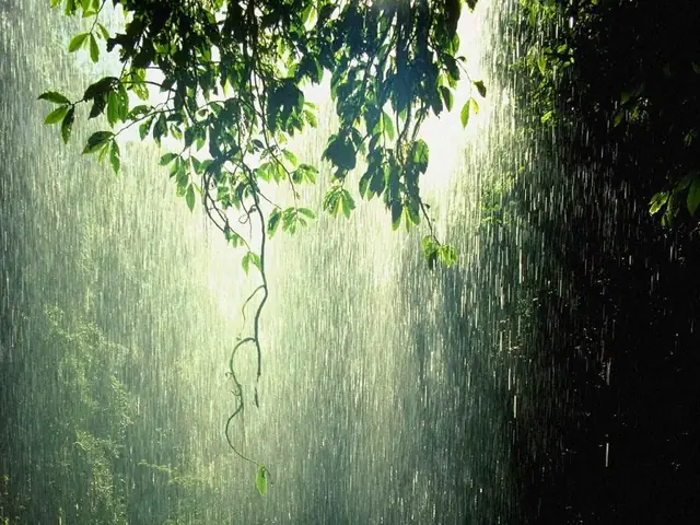 Cơn Mưa Phùn Nhẹ Mang Lại Năng Lượng Thanh Tẩy Và Bình Yên Cho Không Gian Xung Quanh.