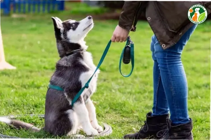 Bản Năng Săn Mồi Và Bảo Vệ Lãnh Thổ Của Loài Chó Tác Động Thế Nào? Bản Năng Săn Mồi Và Bảo Vệ Lãnh Thổ Của Loài Chó Tác Động Thế Nào?
