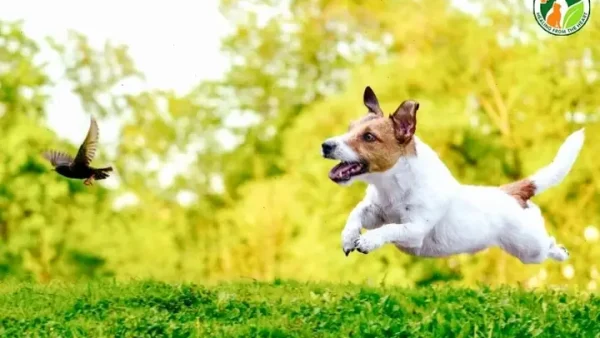 Đi Đường Bị Chó Đuổi Là Điềm Gì? Giải Mã Ý Nghĩa Tâm Linh Và Cách Xử Lý An Toàn