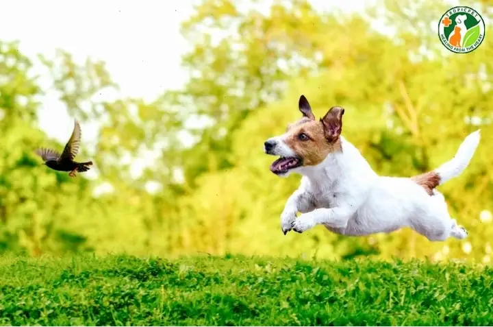Những Kỹ Thuật Di Chuyển Và Xử Lý Tình Huống Khẩn Cấp Nào Cần Ghi Nhớ? Những Kỹ Thuật Di Chuyển Và Xử Lý Tình Huống Khẩn Cấp Nào Cần Ghi Nhớ?