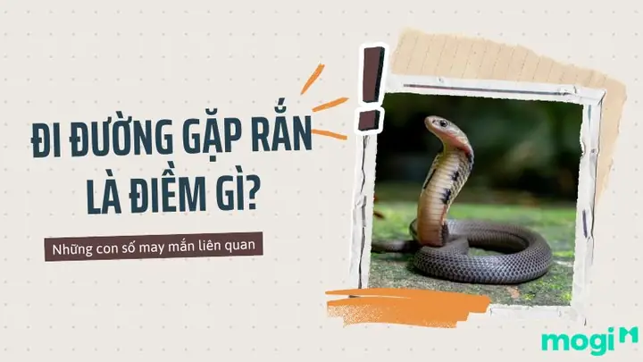 Đi Về Gặp Rắn Là Điềm Gì? Giải Mã Ý Nghĩa May Mắn Hay Xui Rủi Theo Phong Thủy