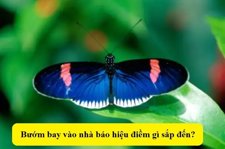 Ba Ba Bò Vào Nhà Là Điềm Báo Tốt Hay Xấu Theo Quan Niệm Phong Thủy? Ba Ba Bò Vào Nhà Là Điềm Báo Tốt Hay Xấu Theo Quan Niệm Phong Thủy?