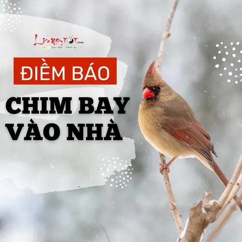 Trường Hợp Cá Vào Nhà Mang Lại Điềm Báo May Mắn, Tài Lộc