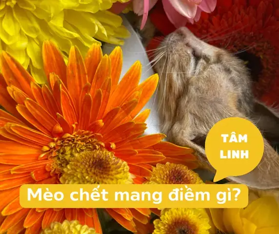 Tại Sao Cán Chết Mèo Đen Lại Được Người Xưa Coi Là Điềm Báo Mạnh Hơn?