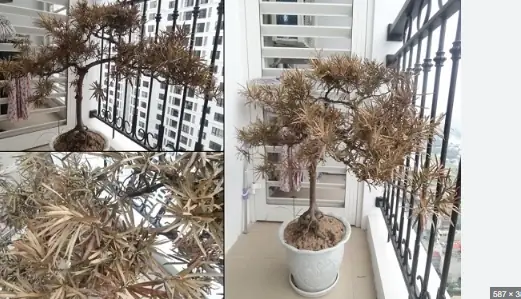 Nguyên Nhân Phong Thủy Và Vị Trí Đặt Cây Chưa Hợp Lý
