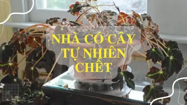 Nhà Có Cây Tự Nhiên Chết Là Điềm Báo Gì Theo Phong Thủy Và Cách Hóa Giải Vận Xui