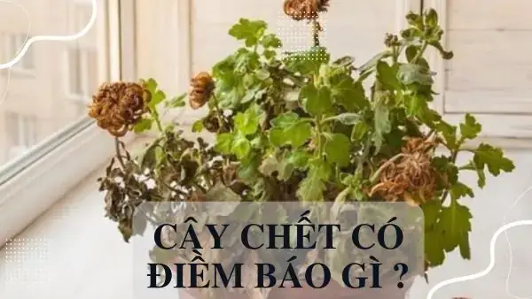 Hiện Tượng Cây Chết Liên Tục Trong Nhà Mang Ý Nghĩa Gì?