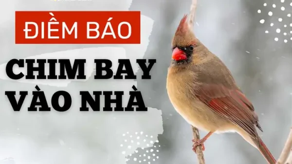 Điềm Báo Chim Sáo Bay Vào Nhà Mang Ý Nghĩa Gì Trong Phong Thủy Và Tâm Linh?