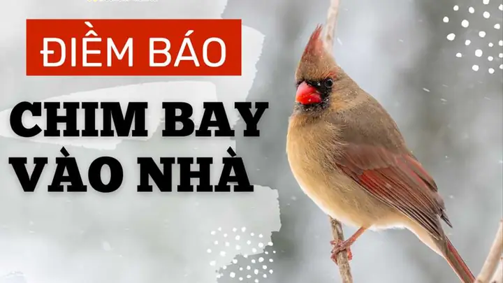 Điềm Báo Chim Sáo Bay Vào Nhà Mang Ý Nghĩa Gì Trong Phong Thủy Và Tâm Linh?