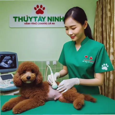 Chế Độ Dinh Dưỡng Và Phục Hồi Sức Khỏe Cho Chó Mẹ Chế Độ Dinh Dưỡng Và Phục Hồi Sức Khỏe Cho Chó Mẹ