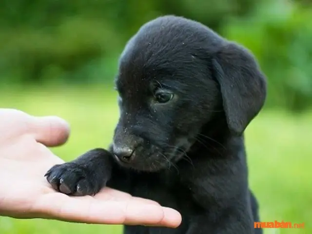 Nằm Mơ Thấy Một Hoặc Nhiều Con Chó Đen Chạy Vào Nhà Là Điềm Báo Gì? Nằm Mơ Thấy Một Hoặc Nhiều Con Chó Đen Chạy Vào Nhà Là Điềm Báo Gì?