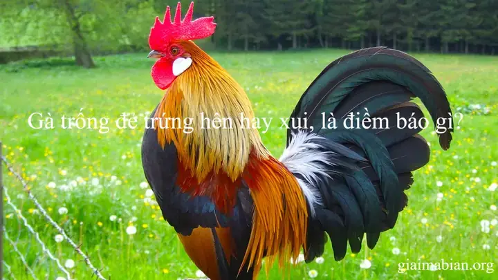 Các Tập Tục Và Tín Ngưỡng Độc Đáo Liên Quan Đến Trứng Gà Trống Các Tập Tục Và Tín Ngưỡng Độc Đáo Liên Quan Đến Trứng Gà Trống