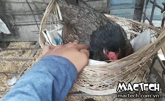 Giải Mã Hiện Tượng Gà Trống Đẻ Trứng Và Ý Nghĩa Điềm Báo Tâm Linh Trong Dân Gian