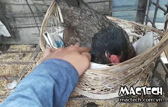 Điềm Báo Tốt Lành Cho Sức Khỏe Và Công Việc Làm Ăn Của Gia Đình Điềm Báo Tốt Lành Cho Sức Khỏe Và Công Việc Làm Ăn Của Gia Đình